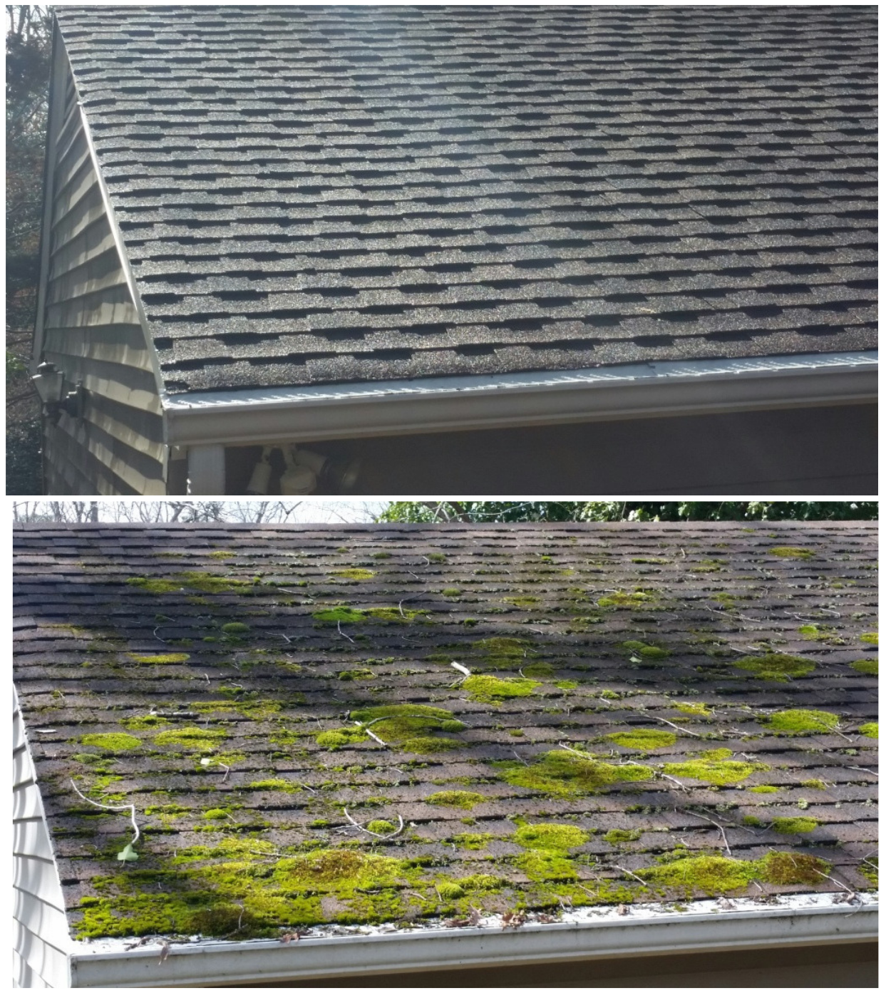 Moss Removal From Roof